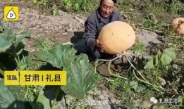 礼县网红吃瓜事件,揭秘网络舆论背后的真相与反思